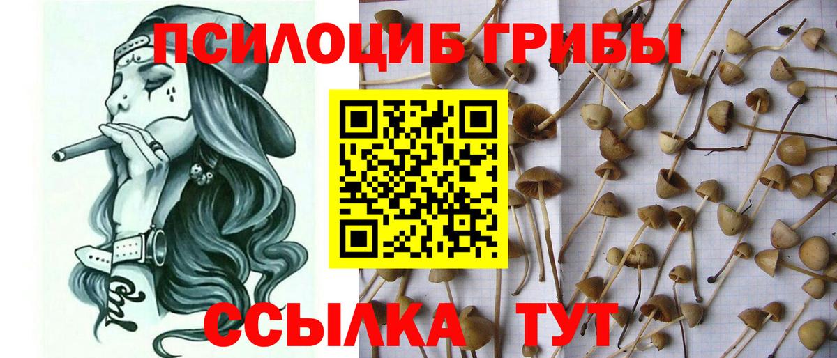 Малгобек  Галлюциногенные грибы мицелий  Вход с VPN 